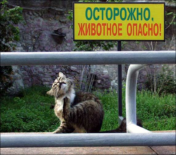 Рыжий полосатый кот сидит за металлическим ограждением, глядя вверх на желтый знак с надписью «ОСТОРОЖНО, ЖИВОТНОЕ ОПАСНО!» на фоне зеленой травы и каменной стены.