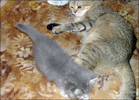 Серый котёнок играет с полосатой кошкой на коричневом ковре с узором.