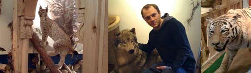 Три фотографии: чучело гепарда на деревянной конструкции, мужчина с чучелом волка и чучело белого тигра в музее