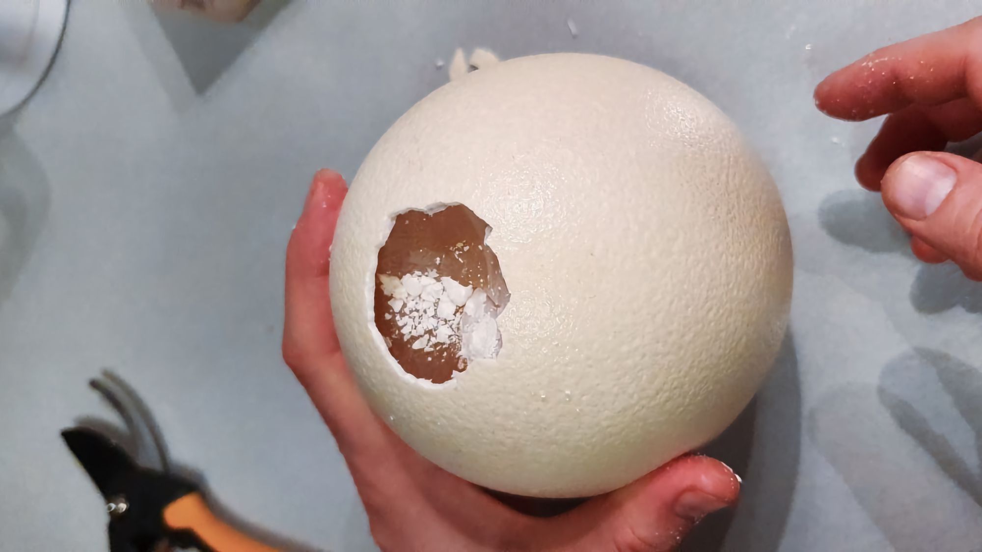 Руки держат большое белое яйцо с проломом, из которого видны остатки желтка и белка; на фоне — ножницы и светлая поверхность.