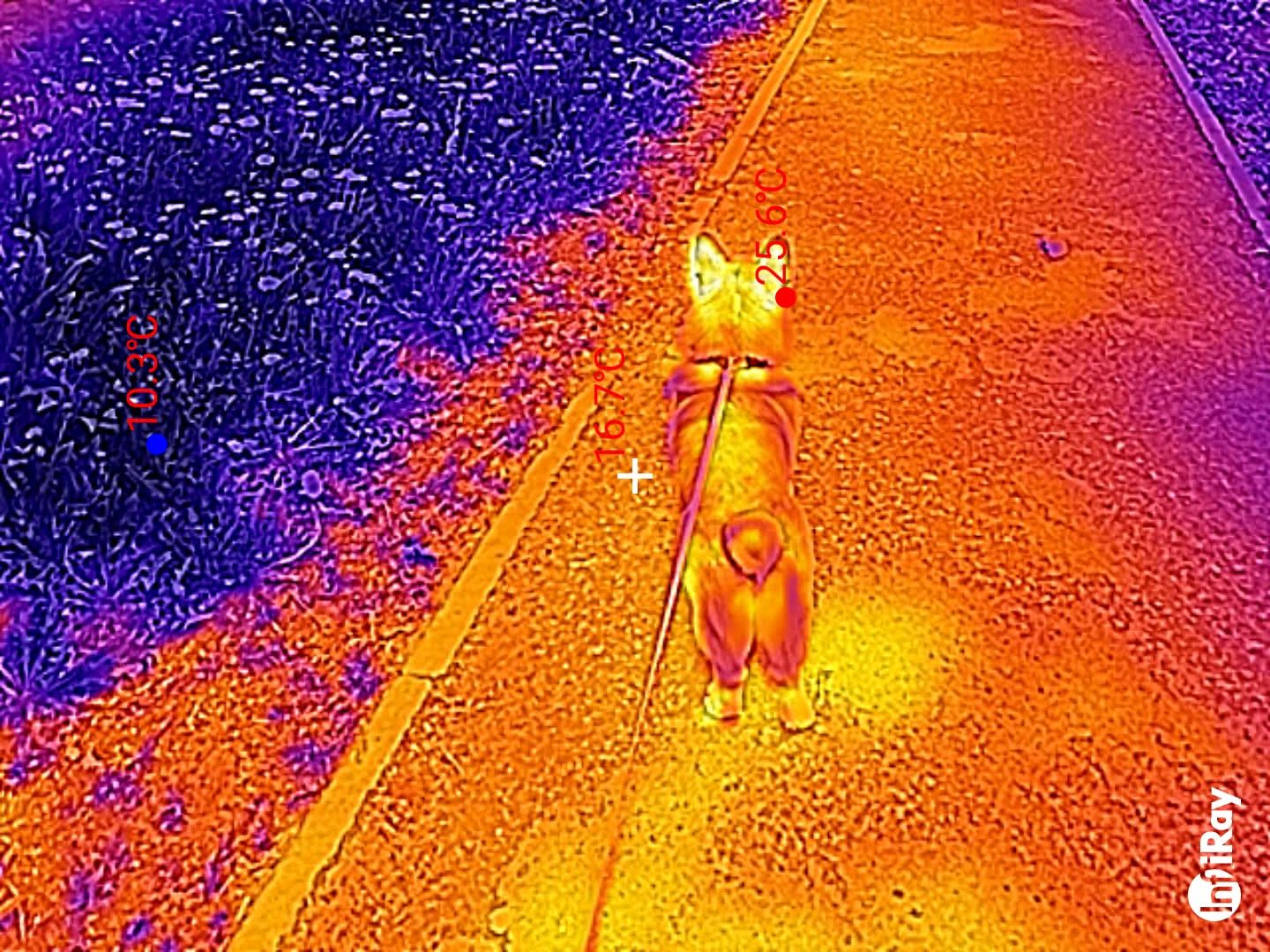 Тепловизионное изображение собаки на поводке: температура тела 25,6°C, асфальт 16,7°C, трава 10,3°C; логотип FlirRay в углу.